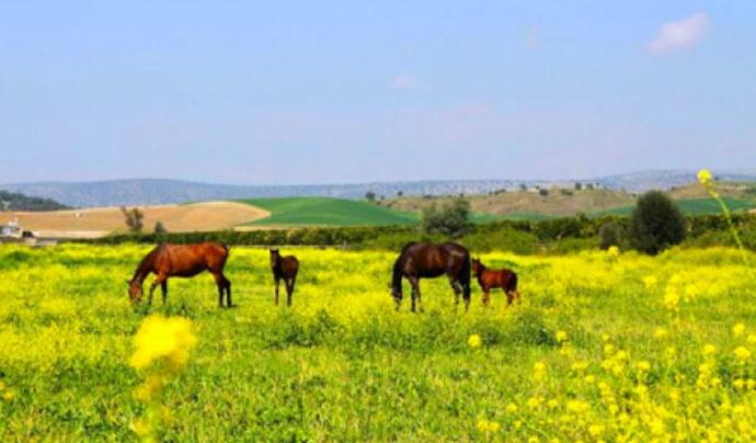 Mersin Gezi Rehberi