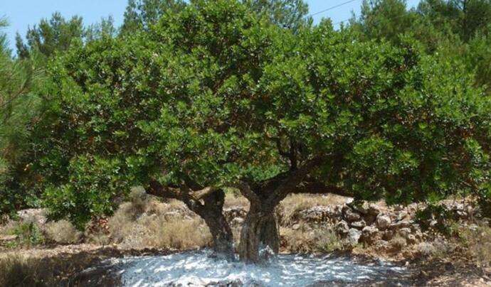 Çeşme Sakız Ağacı