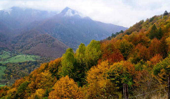 Yenice Ormanları