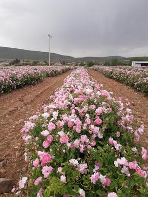 Isparta Gül Hasadı Festivali