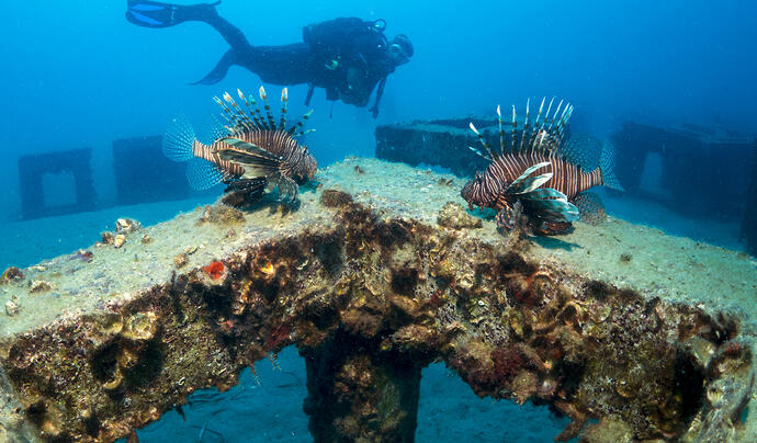 Dolphin Dive Center Alanya