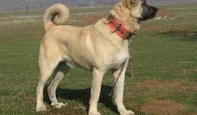 Uluslararası Kangal Köpek Festivali