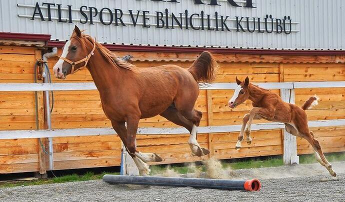 Safari Atlı Spor ve Binicilik Kulübü