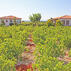 Karina Vineyard House +15 Adult OnlyGenel Görünüm - Görsel 3