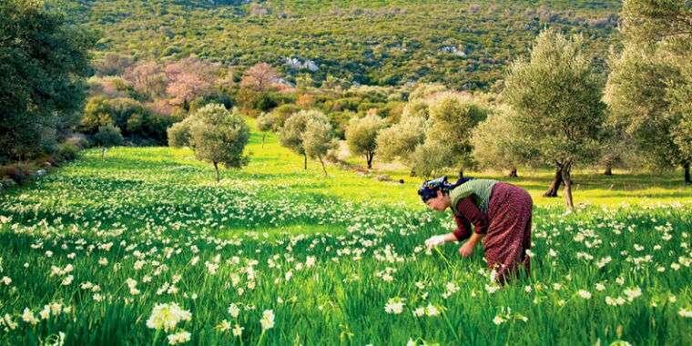 Karaburun Nergis Festivali