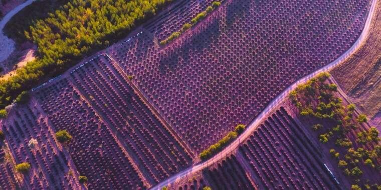 Isparta’da Keşfedilmesi Gereken Güzellik: Lavanta Vadisi