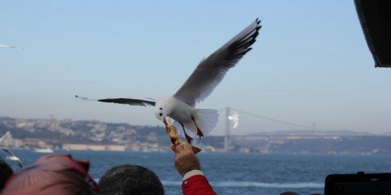 İstanbul Şehir Hatları Martı ve simit