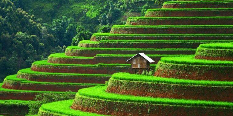 Vietnamda pirinç terasları