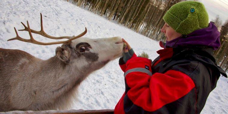 Lapland Eindeer