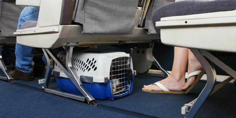 Evcil Hayvanla Uçak Yolculuğu