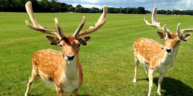 phoenix park dublin