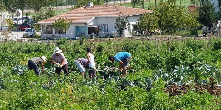 Nesin Vakfı Çiftliği