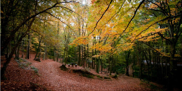 belgrad ormanı