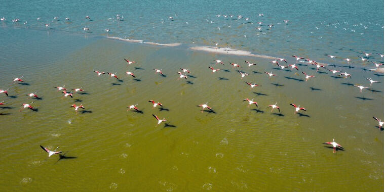 flamingo göl