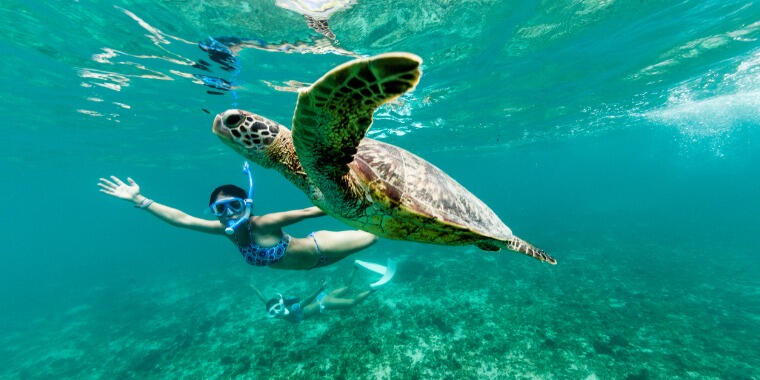 kaplumbağa yüzmek
