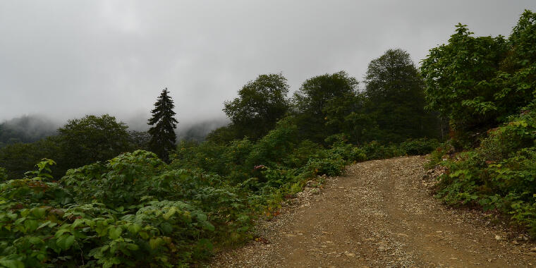 Rize'nin Bol Oksijenli Atmosferi: Pokut Yaylası Hakkında Her Şey