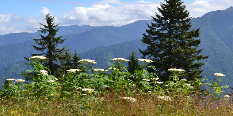 Karadeniz'in Göz Bebeği: Rize, Ardeşen