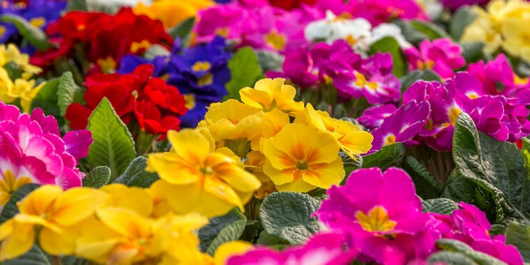 İlkbahar Şenlikleri: 23. Uluslararası Bayındır Çiçek Festivali