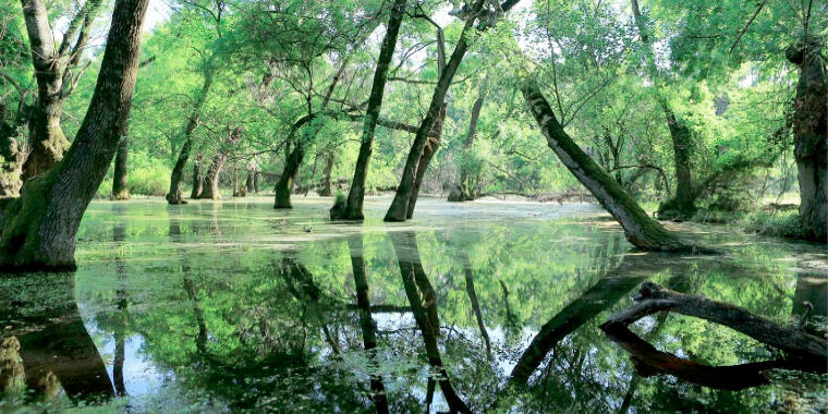 Türkiye'nin Tropikal Güzellikleri: Longoz Ormanları Konaklama ve Aktivite Rehberi