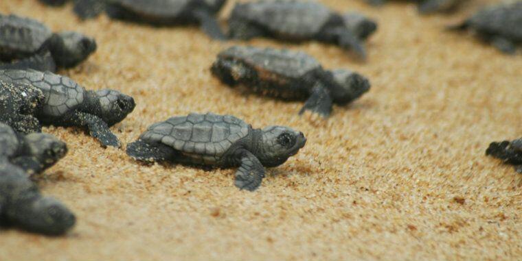 Dalyan caretta caretta