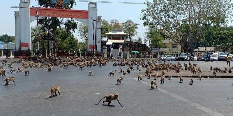 tayland maymunları