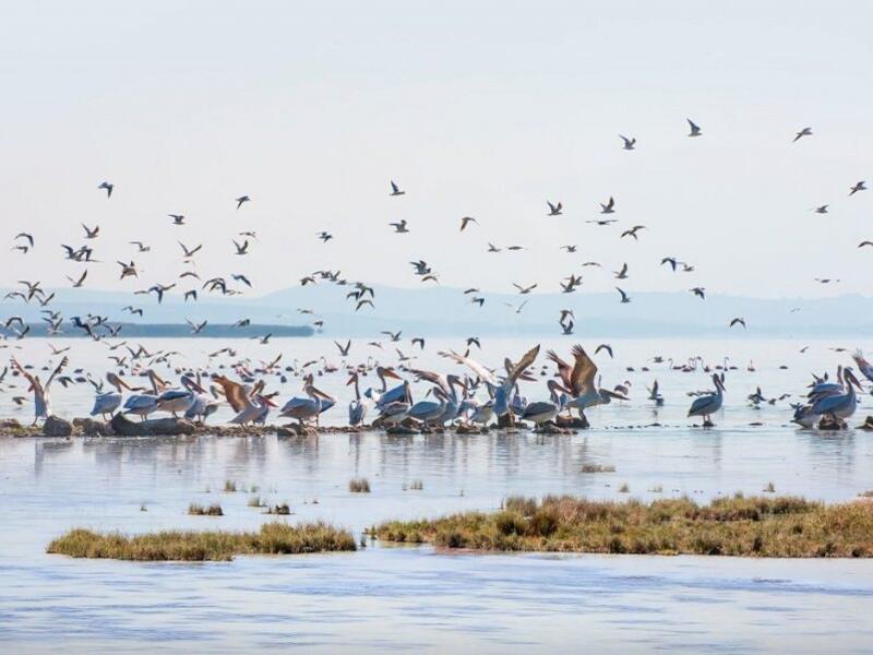 Manyas Gölü Balıkesir