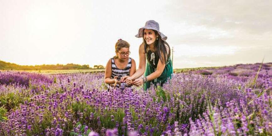 Kuyucak Lavanta Festivali