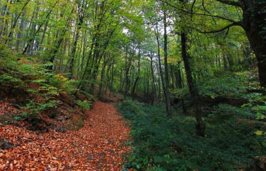 Belgrad Ormanı Hakkında Merak Edilen 7 Şey