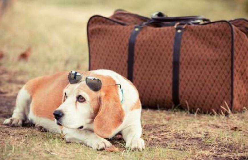 Evcil Hayvanla Seyahat Etmek Hakkında Bilinmesi Gerekenler