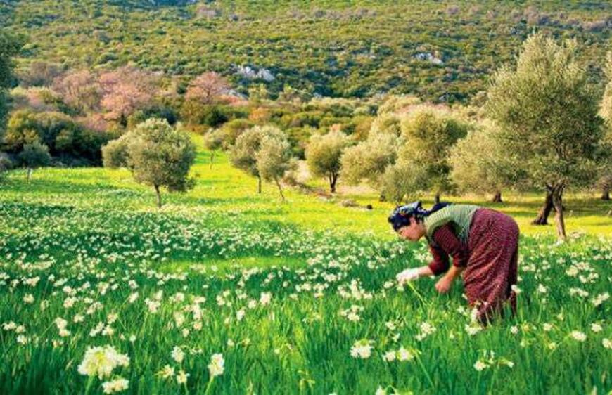 Karaburun Nergis Festivali