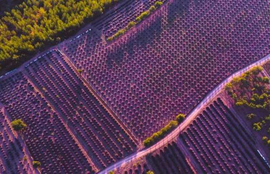 Isparta’da Keşfedilmesi Gereken Güzellik: Lavanta Vadisi