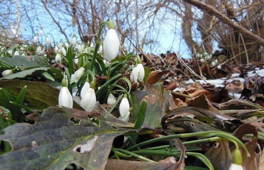 Bir İlkbahar Geleneği: Nevruz Ekinoks Bayramı