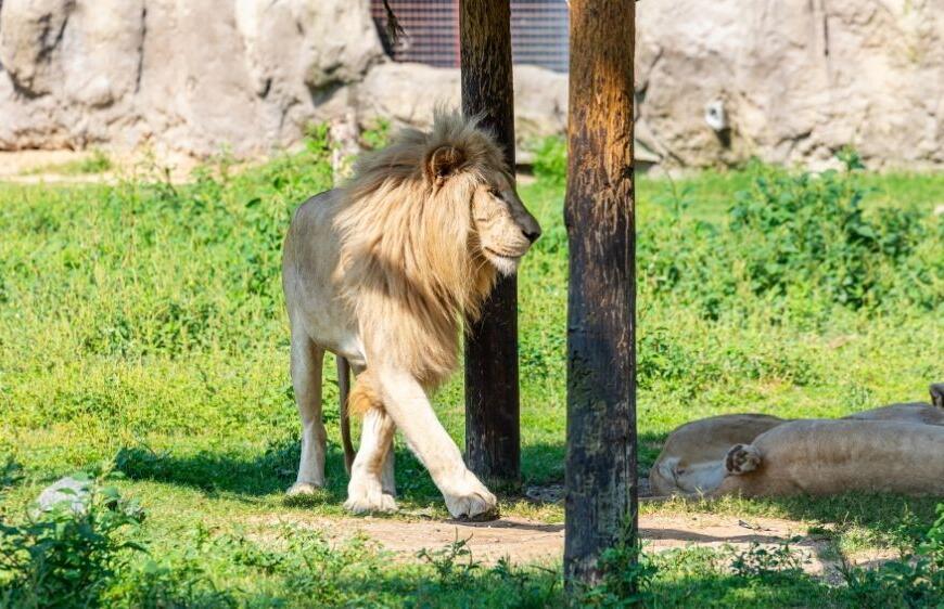 Türkiye'nin İlk Aslan Parkı: Tuzla Aslan Park